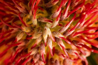 Güzel parlak çiçek Close-Up