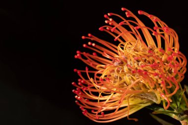 Siyah arkaplanda güzel turuncu çiçeklerin manzarasını kapat