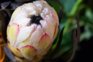 Koyu arkaplanda güzel beyaz çiçeğin yakın çekimi