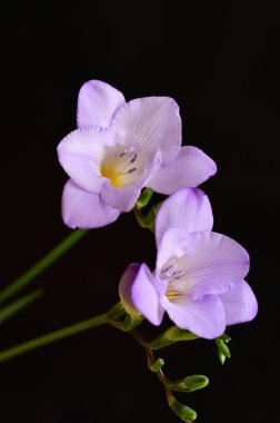 Güzel çiçekler, yakın manzara. 