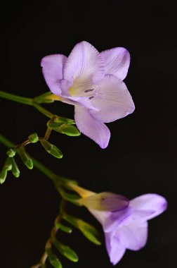 Yaklaş, güzel çiçek buketi 