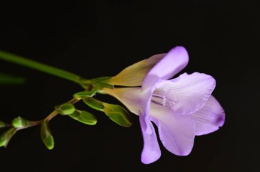 Güzel parlak çiçek Close-Up
