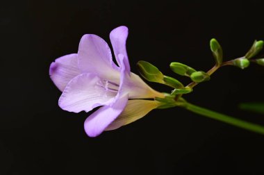 Güzel parlak çiçek Close-Up