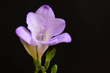 Güzel parlak çiçek Close-Up