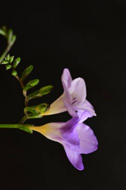 Güzel çiçekler, yakın manzara. 