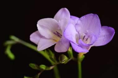 Güzel çiçekler, yakın manzara. 