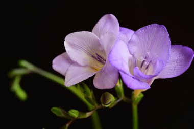 Güzel çiçekler, yakın manzara. 