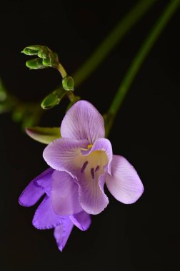 Güzel çiçekler, yakın manzara. 