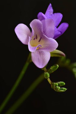 Güzel çiçekler, yakın manzara. 