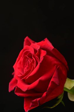 güzel siyah zemin üzerine kırmızı gül çiçek