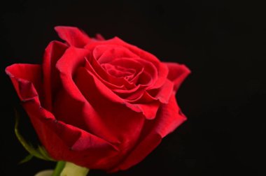 güzel siyah zemin üzerine kırmızı gül çiçek