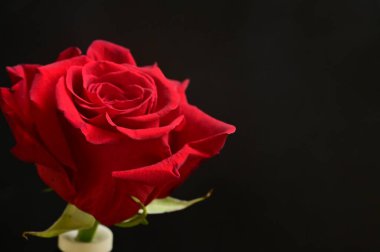 güzel siyah zemin üzerine kırmızı gül çiçek