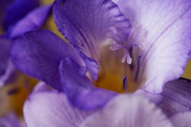 güzel yaygın frezya mor çiçekleri