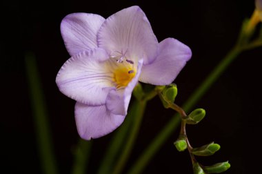 Koyu arkaplanda izole edilmiş güzel frezya mor çiçeklerinin yakın görüntüsü