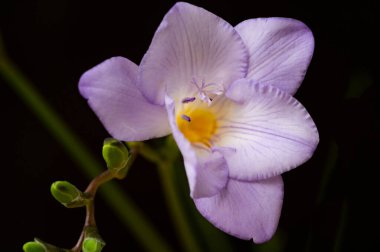 Koyu arkaplanda izole edilmiş güzel frezya mor çiçeklerinin yakın görüntüsü