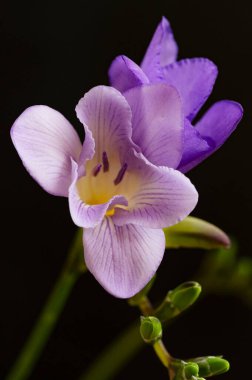 Koyu arkaplanda izole edilmiş güzel frezya mor çiçeklerinin yakın görüntüsü
