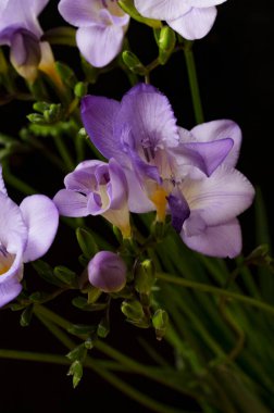 Koyu arkaplanda izole edilmiş güzel frezya mor çiçeklerinin yakın görüntüsü