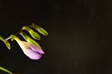 Koyu arkaplanda güzel frezya çiçeklerinin yakın çekimi