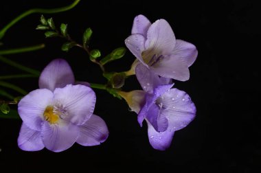 Koyu arkaplanda güzel frezya çiçeklerinin yakın çekimi