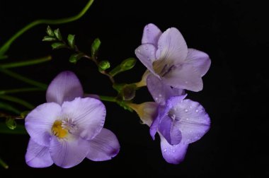 Koyu arkaplanda güzel frezya çiçeklerinin yakın çekimi