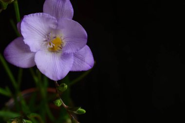 Koyu arkaplanda güzel frezya çiçeğinin yakın çekimi