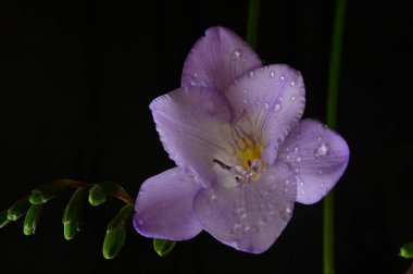 Koyu arkaplanda güzel frezya çiçeğinin yakın çekimi