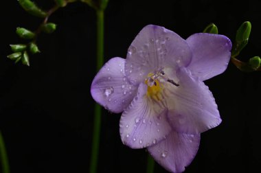 Koyu arkaplanda güzel frezya çiçeğinin yakın çekimi