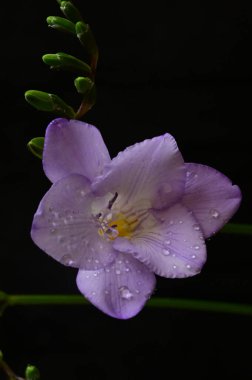Koyu arkaplanda güzel frezya çiçeğinin yakın çekimi