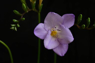 Koyu arkaplanda güzel frezya çiçeğinin yakın çekimi