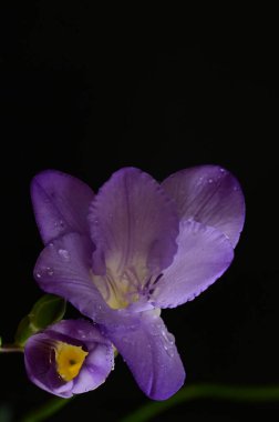 Koyu arkaplanda güzel frezya çiçeklerinin yakın çekimi