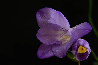 Koyu arkaplanda güzel frezya çiçeklerinin yakın çekimi