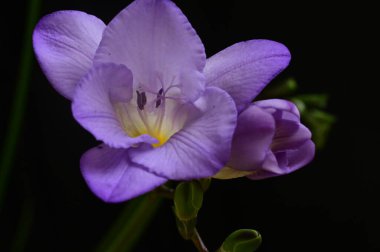 Koyu arkaplanda güzel frezya çiçeklerinin yakın çekimi