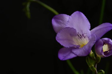 Koyu arkaplanda güzel frezya çiçeklerinin yakın çekimi