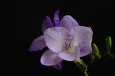 Koyu arkaplanda güzel frezya çiçeklerinin yakın çekimi