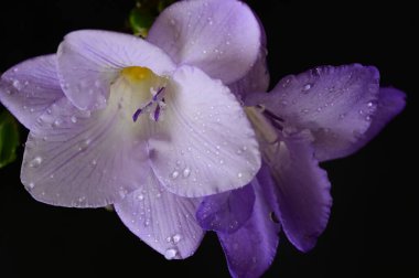 Koyu arkaplanda güzel frezya çiçeklerinin yakın çekimi