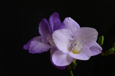 Koyu arkaplanda güzel frezya çiçeklerinin yakın çekimi