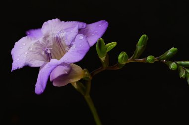 Koyu arkaplanda güzel frezya çiçeğinin yakın çekimi