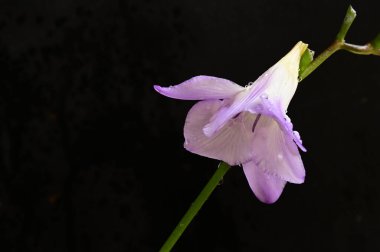 Koyu arkaplanda güzel frezya çiçeğinin yakın çekimi