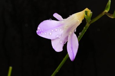 Koyu arkaplanda güzel frezya çiçeğinin yakın çekimi