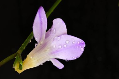 Koyu arkaplanda güzel frezya çiçeğinin yakın çekimi