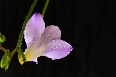 Koyu arkaplanda güzel frezya çiçeğinin yakın çekimi