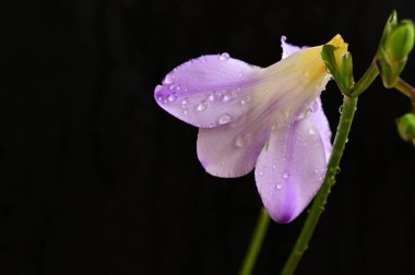 Koyu arkaplanda güzel frezya çiçeğinin yakın çekimi