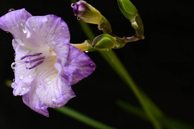 Güzel frezya çiçeğinin yakın çekimi 