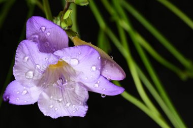 Güzel frezya çiçeğinin yakın çekimi 