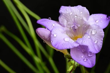 Güzel frezya çiçeğinin yakın çekimi 