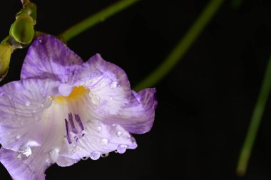 Güzel frezya çiçeğinin yakın çekimi 
