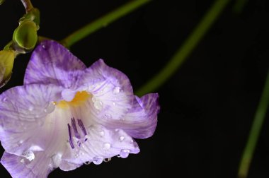 Güzel frezya çiçeğinin yakın çekimi 