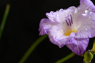 Güzel frezya çiçeğinin yakın çekimi 
