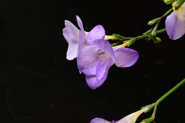 Güzel frezya çiçeklerine yakın çekim 
