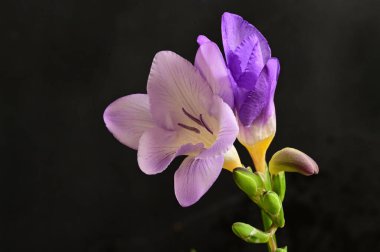 Güzel frezya çiçeklerine yakın çekim 